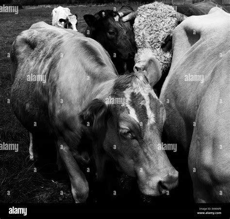 Hereford Black And White Stock Photos And Images Alamy