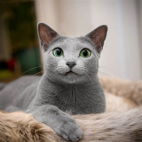 A Grey Cat With Green Eyes Laying On Top Of A Fur Covered Bed Looking