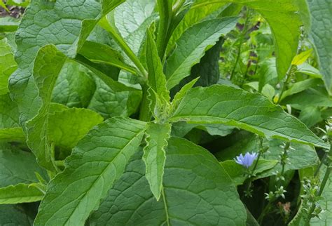 Beinwell - bestimmen, pflanzen und verwenden