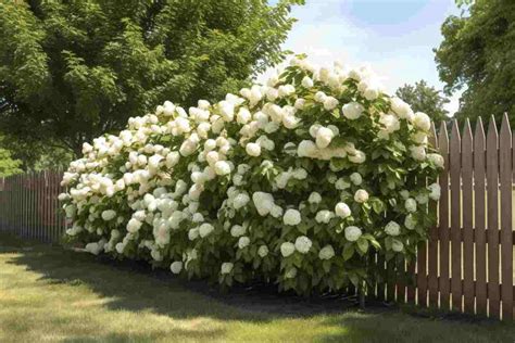 Fence Line Flower Bed Ideas For A Thriving Backyard Foliage Friend