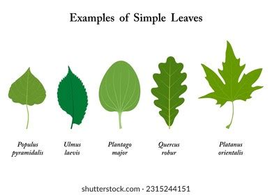 Simple Leaves Examples Names Labelled Diagram Stock Vector (Royalty ...