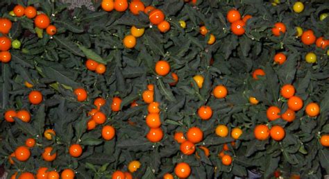 Ангинник растение (76 фото)