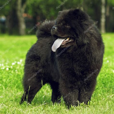 Fluffy dog breeds Chow Chow black walks in the summer. — Fotos de Stock ...