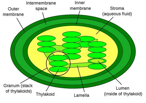 Chloroplast Diagram - Pictures, Photos & Images of Plants - Science for ...