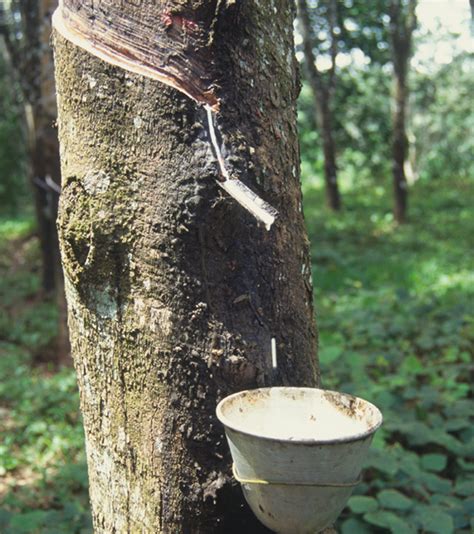 Obtención de caucho natural