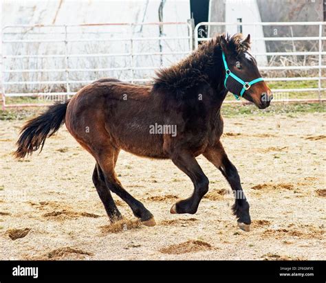 Horse Loping In An Outdoor Arena Stock Photo Alamy
