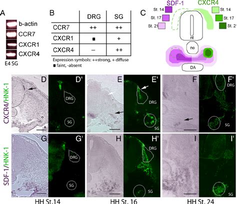 Expression Analysis Of Chemokine Receptors During Sg Development A