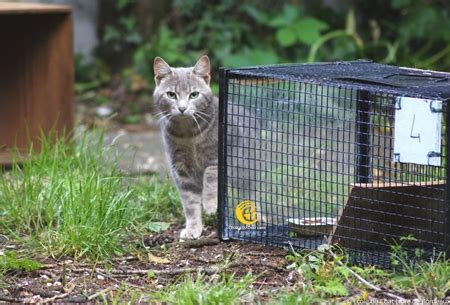 St Correct Puissant Piege A Chat Cage Cellule D Tresse Faisons Le