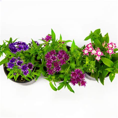 Флокс друмонда/11 — саженцы купить в интернет-магазине с доставкой по ...