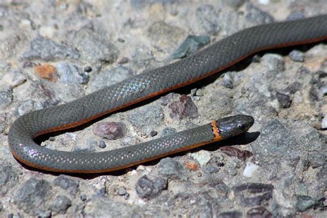 Diadophis Punctatus Occidentalis Northwestern Ring Necked Flickr