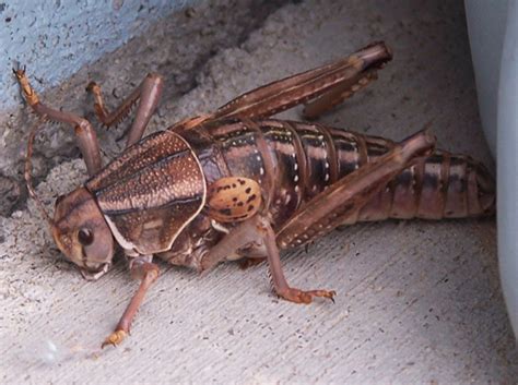 Giant Locust