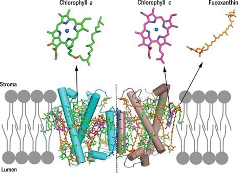 Structural Research of Light-Harvesting Complexes - Creative Biostructure