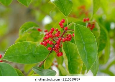 Fruit Of Ilex Rotunda Images Stock Photos Vectors Shutterstock