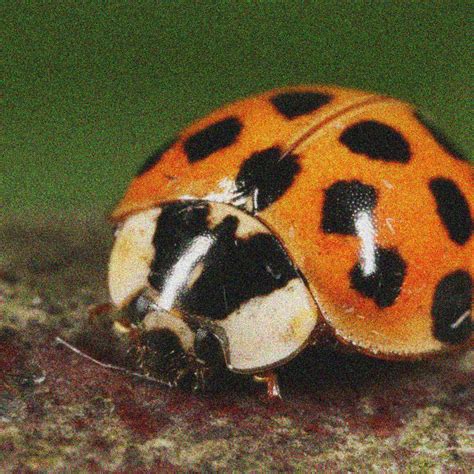 zesty ahh lizard | pisscambodia