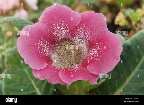 Sinningia speciosa hi-res stock photography and images - Alamy