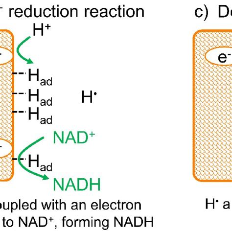 Three Nad⁺ De Novo Biosynthesis Pathways The Enzymes Used In This Work