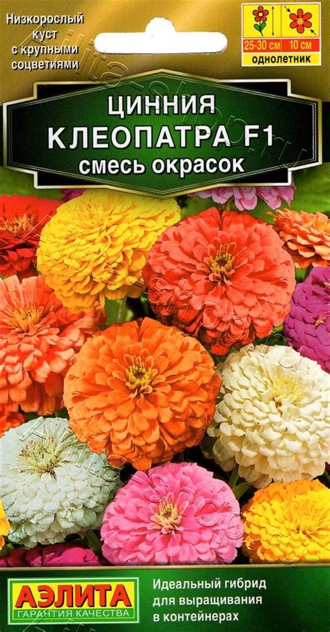 Цинния Клеопатра (смесь окрасок): описание сорта, характеристики ...