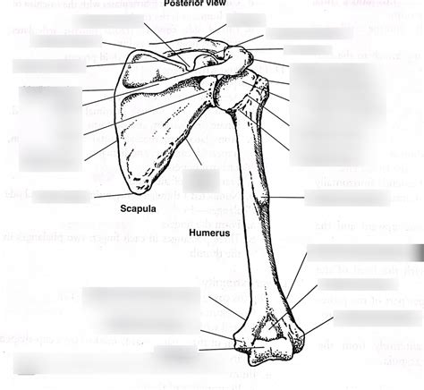 Posterior View Scapula And Proximal Humerus The Best Porn Website