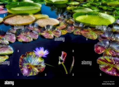 Star Of Siam Water Lily Hi Res Stock Photography And Images Alamy