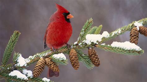 Cardinal Bird Wallpapers - Wallpaper Cave