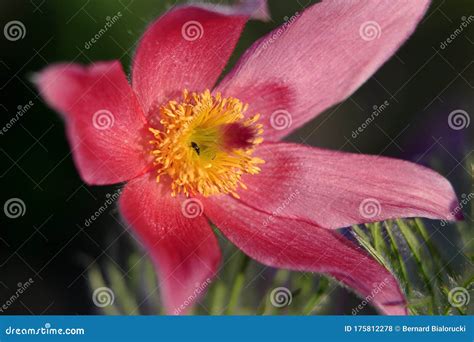 Blooming Eastern Pasque Flower Knows Also As Prairie Crocus Or Cutleaf