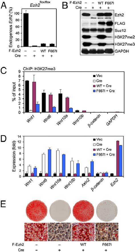 Ezh2 Methyltransferase Activity Is Required For Adipogenesis Ezh2