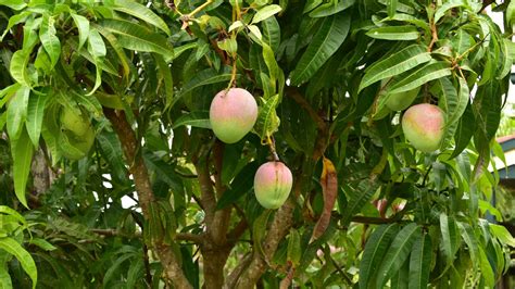 This Is The Easiest Way To Grow Mango Trees Gardeningetc