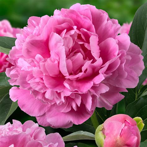 Paeonia Lactiflora Jacorma Peony Siteone