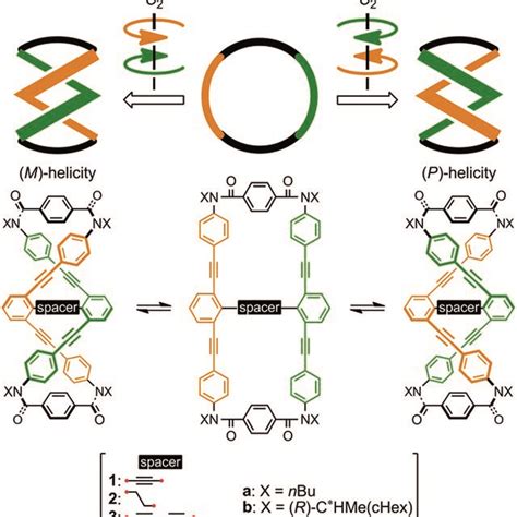 Chemical Structures Of Macrocycles 1 3 And Dynamic Interconversion Download Scientific Diagram