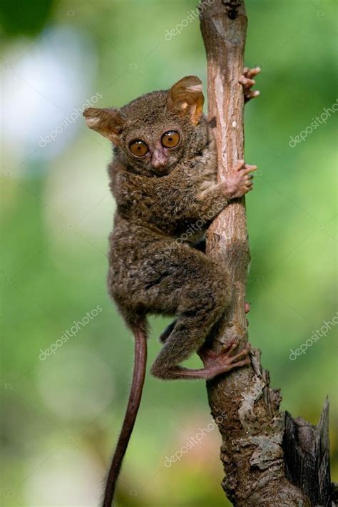 Tarsier Espectral Espectro De Tarsius