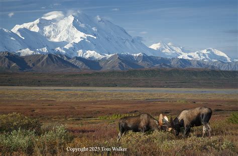 Sparring Bull Moose Mount Denali Photo Tom Walker Photographer