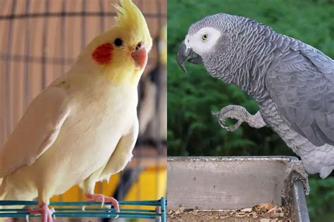 Cockatiel Vs African Grey Identification Differences Similarities