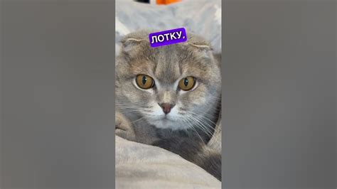 Фобія #кіт #киця #шотландець_висловухий #кожана #рекомендації #шортс ...