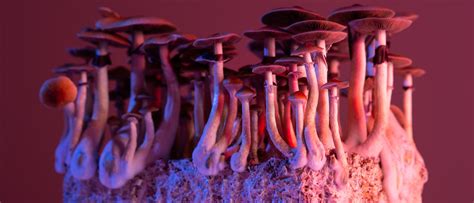 Psilocybin als Heilmittel Zauberpilze knüpfen neue Hirnnetzwerke