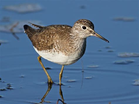 Solitary Sandpiper Ebird