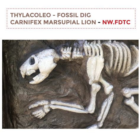 Procoptodon Fossil Dig Sculpture And Statue