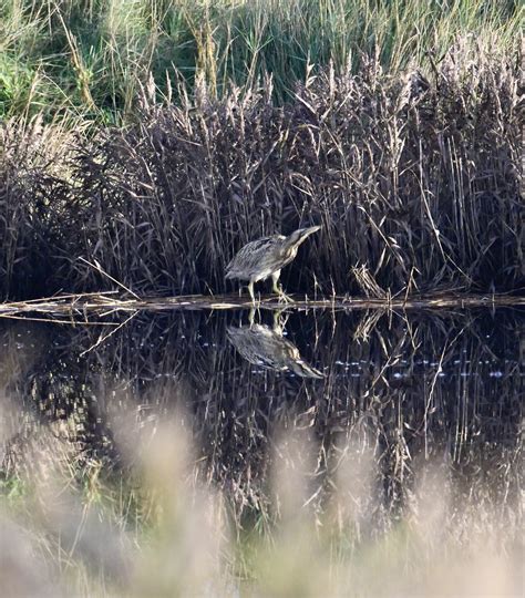 Cley Marshes – Cley Bird Club