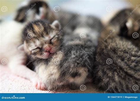 Newborn Kittens Sleeping, Small Baby Animals Sleep Stock Image - Image of cute, group: 156471819