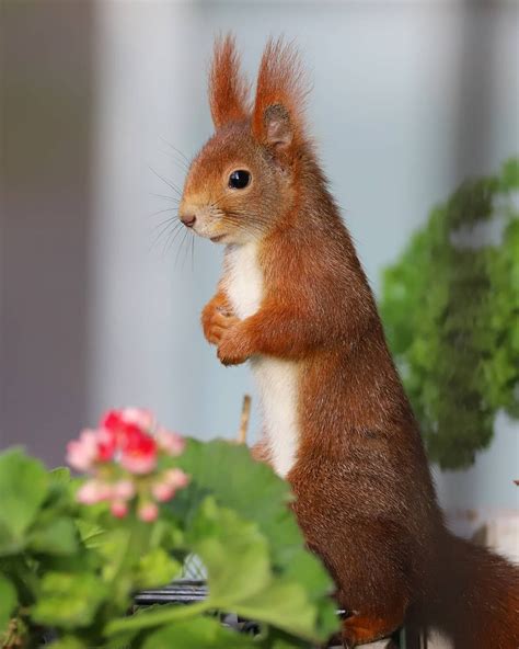 Пин от пользователя Teresa Muñoz 🐿️🇨🇴 на доске ardillas ️️️️🐿 ...