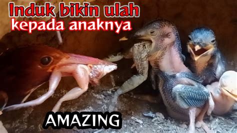 Pantes Di Juluki Burung Predator Kelas Dunia Dua Anak Tengkek Sampai