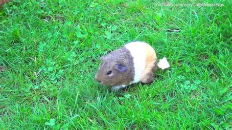 Baby Guinea Pig Running Around Fast Youtube