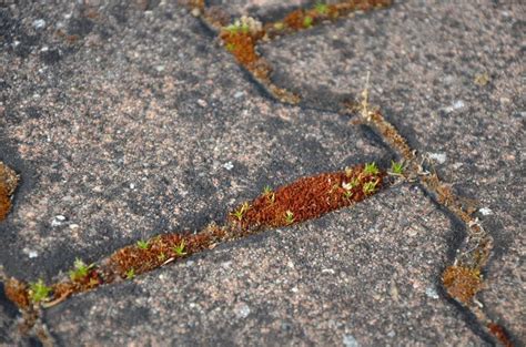 Comment Se D Barrasser Des L Zards Sur La Terrasse Automasites