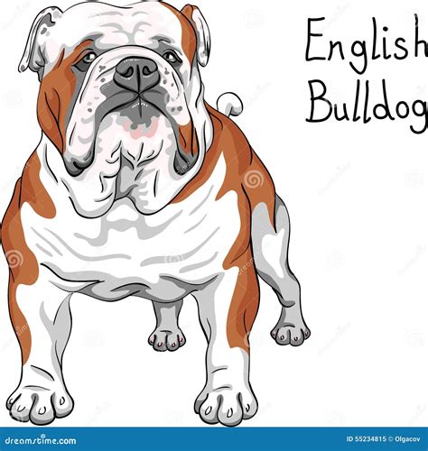english bulldog dog cartoon illustration cartoondealercom