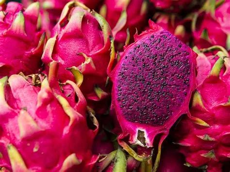 Como Plantar Pitaya Em Casa Paisagismo Casa Vogue