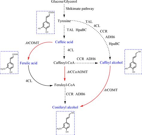 Microbial Synthesis Of Natural Products By Employing Methyltransferases