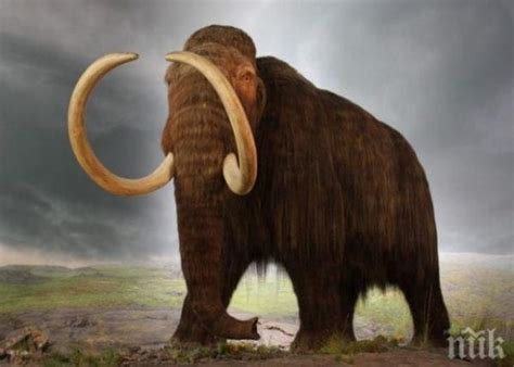 Мамут изплува от Дунава - Чуждоземец