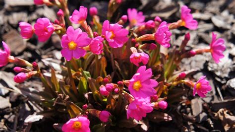 18 Types Of Primrose Flowers 5 Is So Beautiful