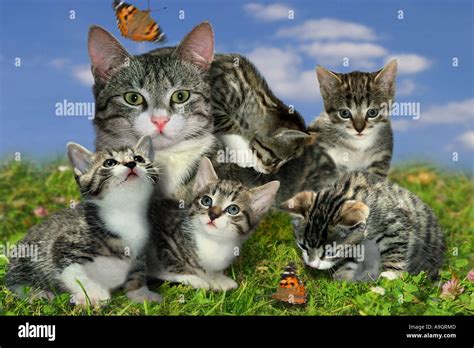 Domestic Cat House Cat Felis Silvestris F Catus Cat With Five