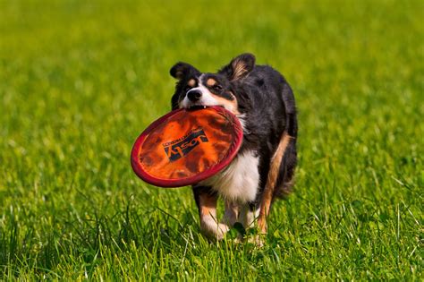 5 Fun Outdoor Games for Dogs and Their Owners | Animals Zone