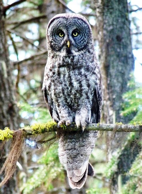 Owl Pictures